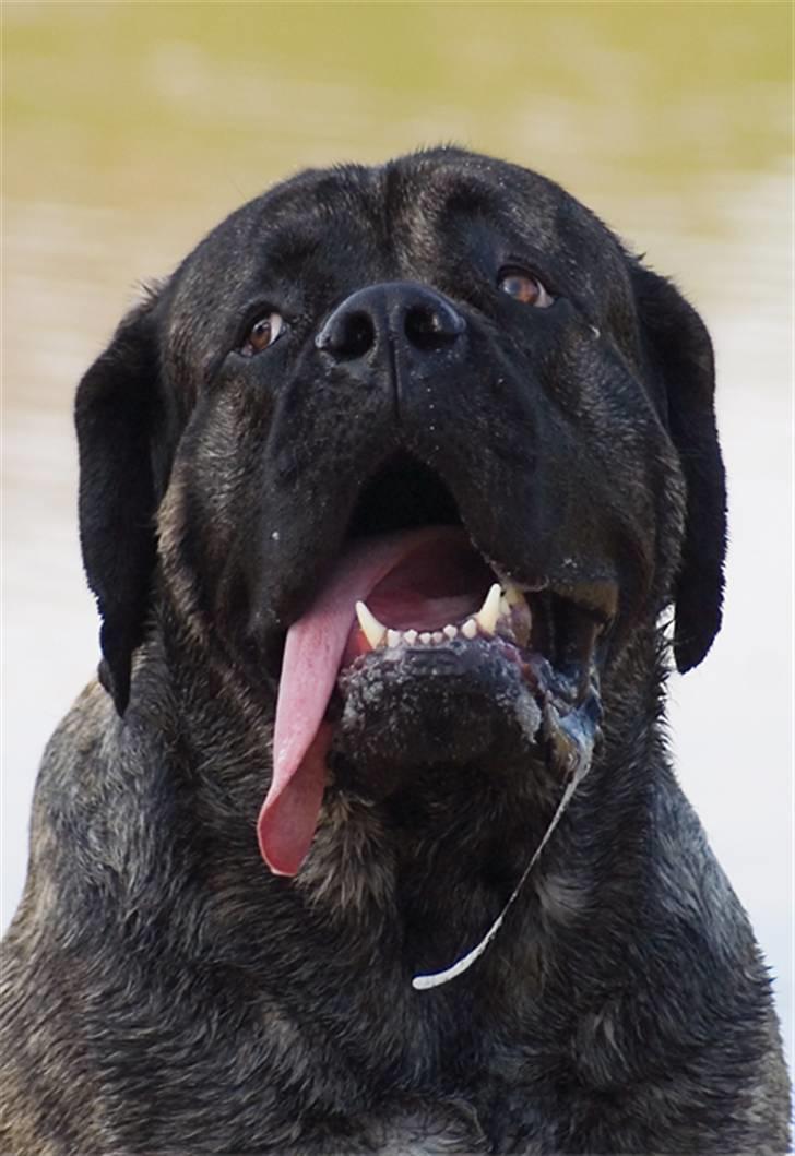 Mastiff Tjalfe billede 1