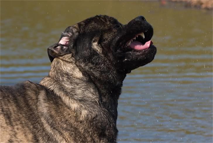 Mastiff Tjalfe billede 3