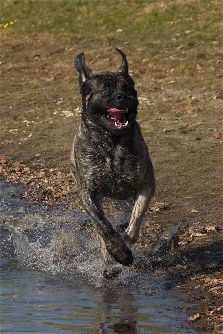 Mastiff Tjalfe billede 4