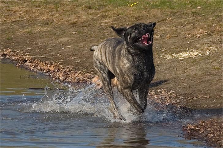 Mastiff Tjalfe billede 6