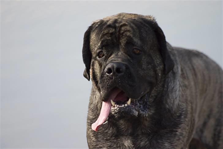 Mastiff Tjalfe billede 7