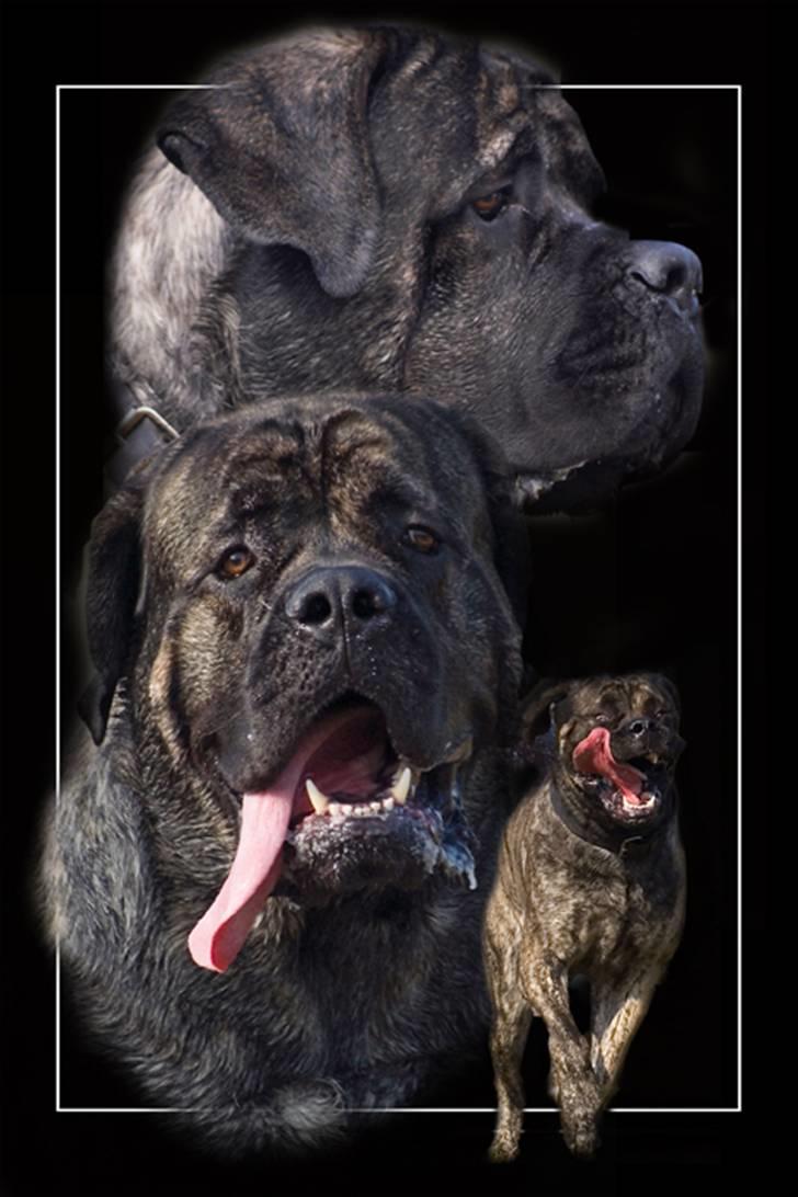 Mastiff Tjalfe billede 10