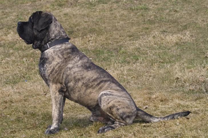 Mastiff Tjalfe billede 11
