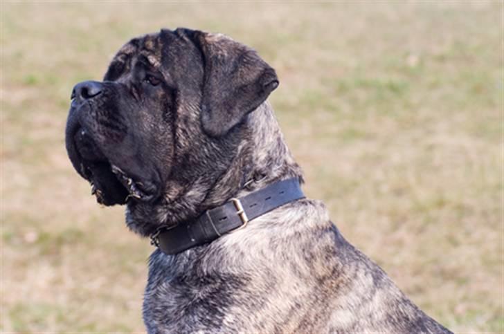 Mastiff Tjalfe billede 12