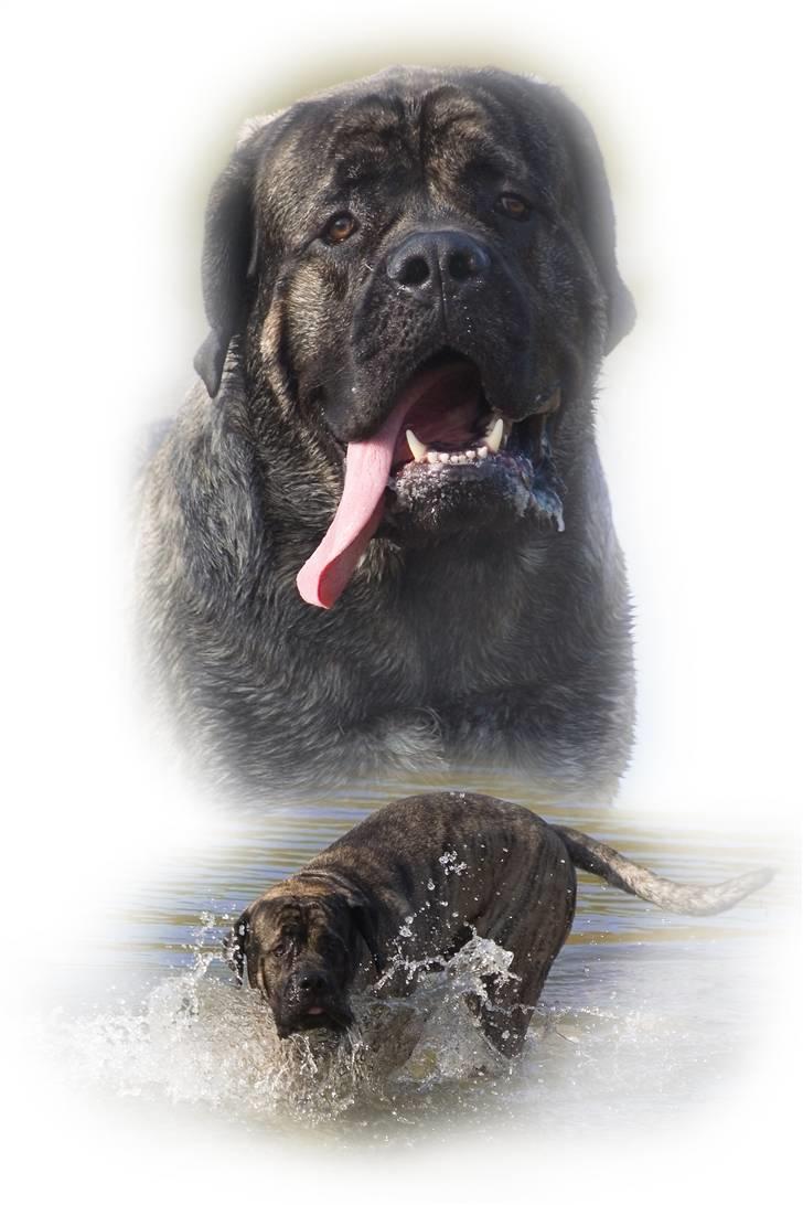 Mastiff Tjalfe billede 13