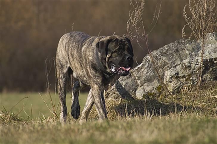 Mastiff Tjalfe billede 14