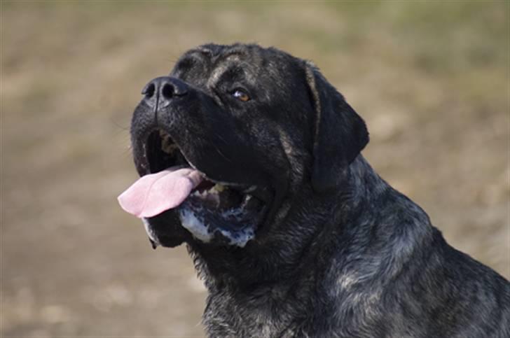 Mastiff Tjalfe billede 15