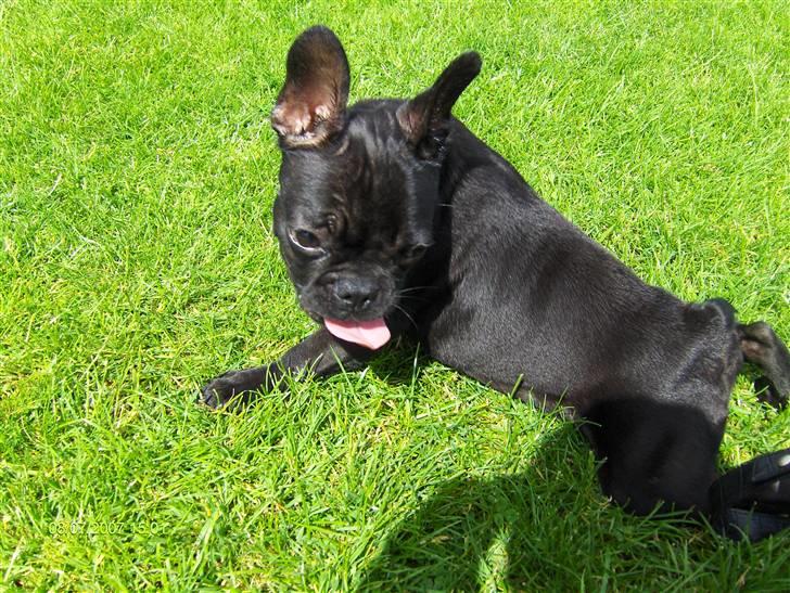 Fransk bulldog lulu - PYHA det er jo hårdt at lege billede 10