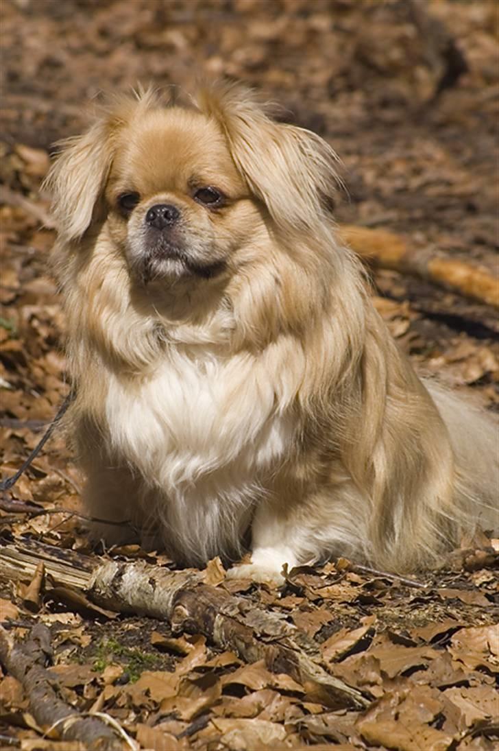 Tibetansk spaniel Bamse billede 1