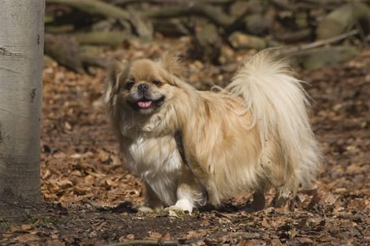 Tibetansk spaniel Bamse billede 2