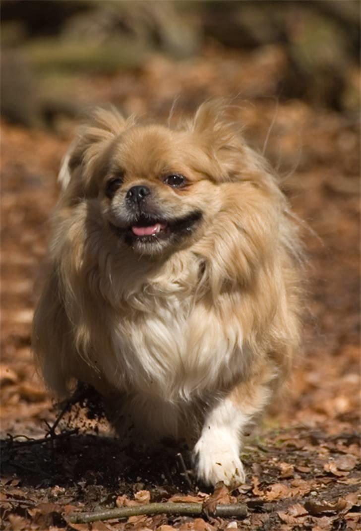 Tibetansk spaniel Bamse billede 3