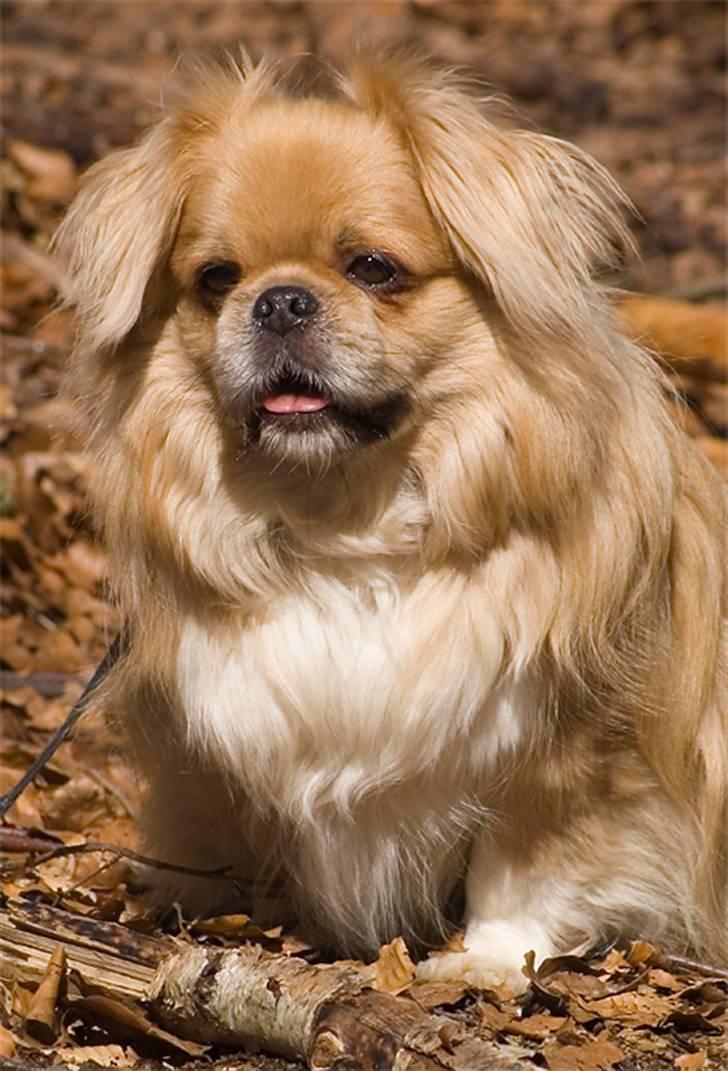 Tibetansk spaniel Bamse billede 4