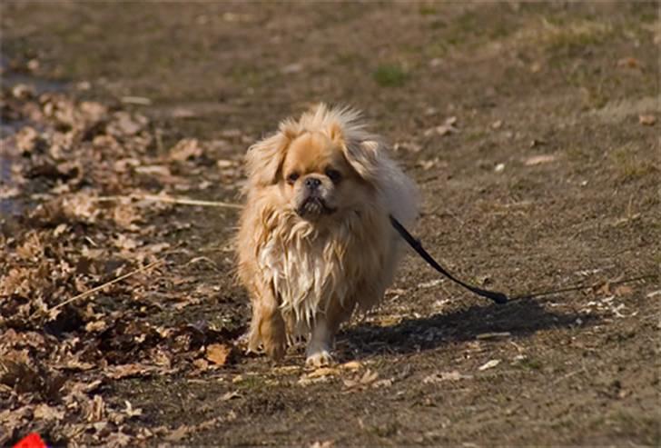 Tibetansk spaniel Bamse billede 5