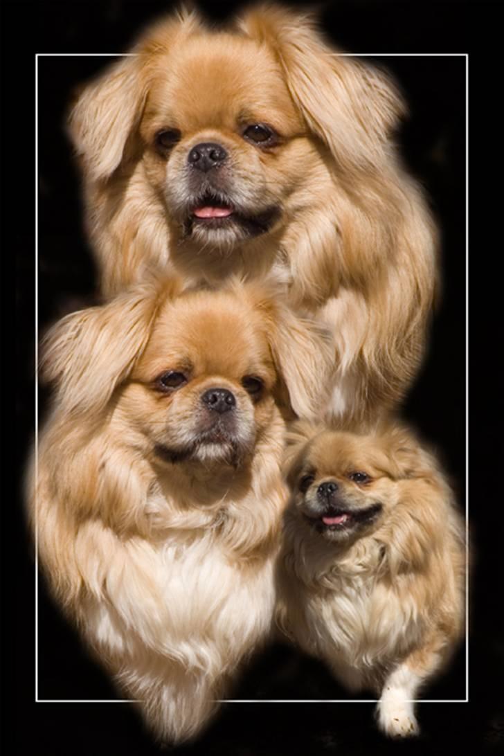 Tibetansk spaniel Bamse billede 6