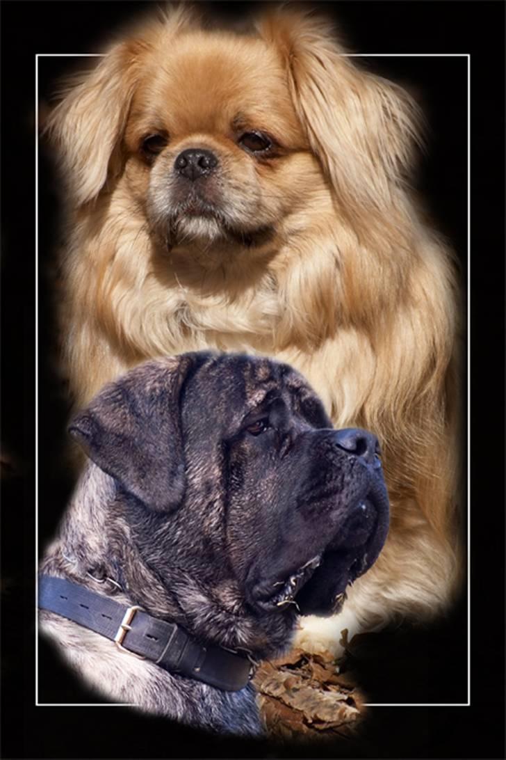 Tibetansk spaniel Bamse billede 7