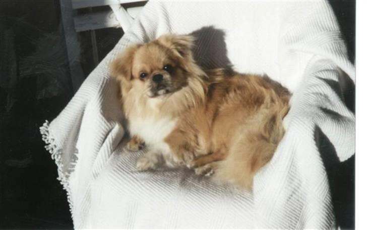 Tibetansk spaniel Bamse billede 8