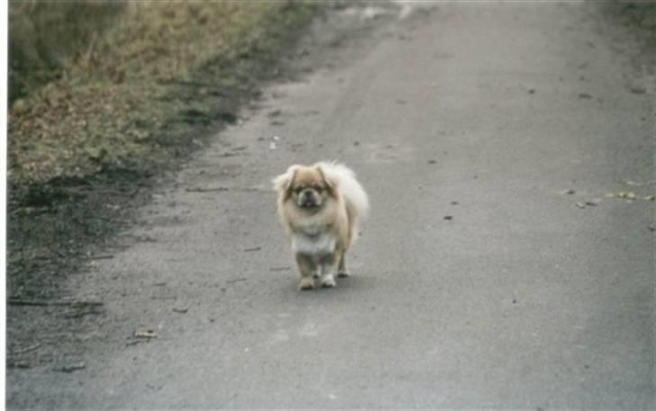 Tibetansk spaniel Bamse billede 9