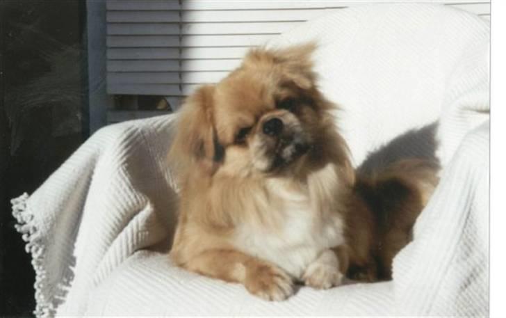 Tibetansk spaniel Bamse billede 10