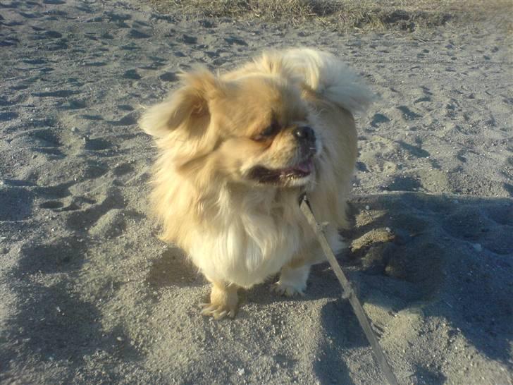 Tibetansk spaniel Bamse billede 11
