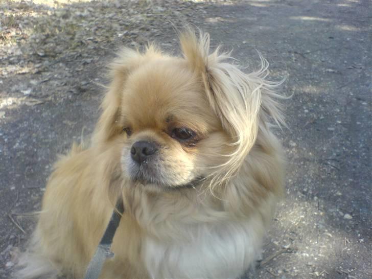 Tibetansk spaniel Bamse billede 12