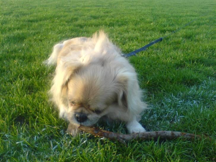 Tibetansk spaniel Bamse billede 13