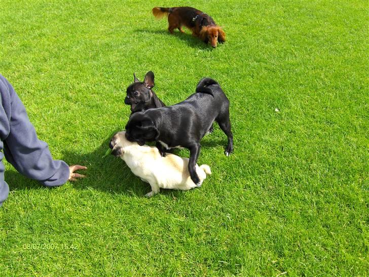 Fransk bulldog lulu - oda har ærten.... EFTER HENDE!!! billede 11