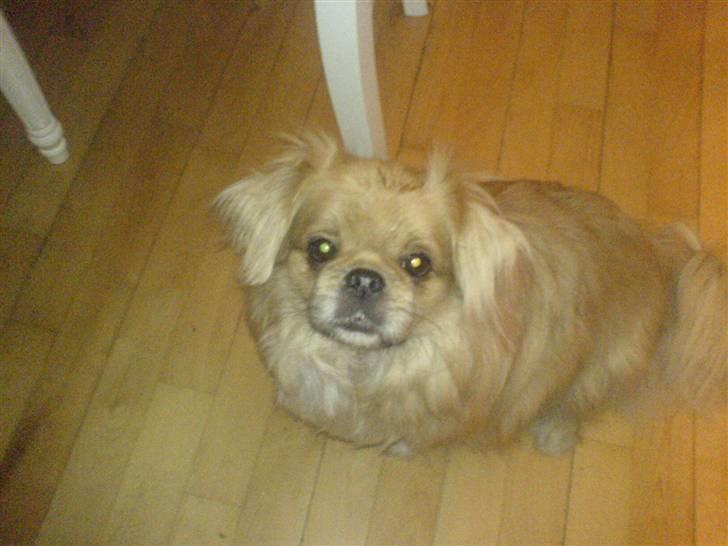 Tibetansk spaniel Bamse billede 15