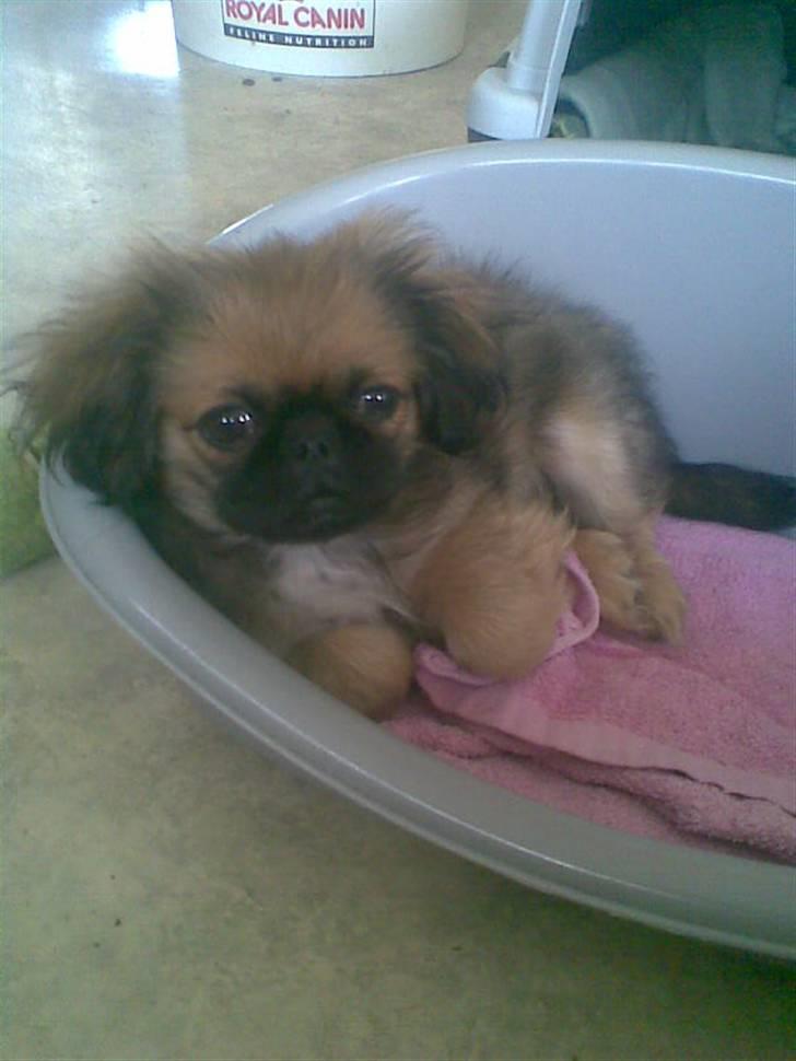 Pekingeser Pelle billede 10