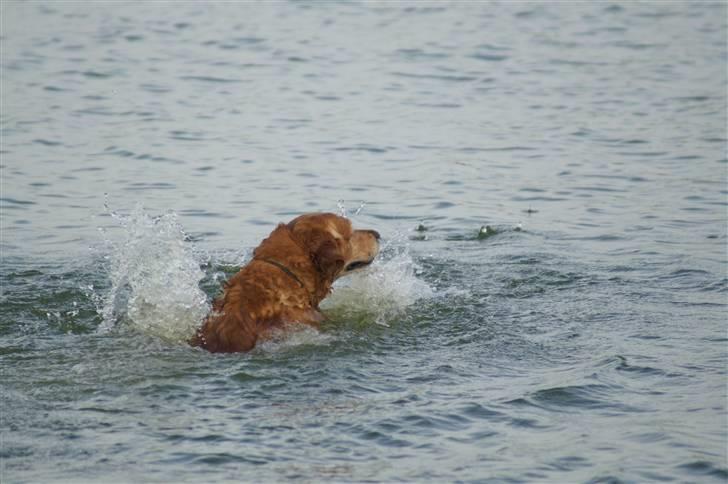 Golden retriever Rollo - VANDHUND! :D billede 19