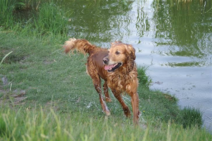 Golden retriever Rollo - En meget våd hund d: billede 20