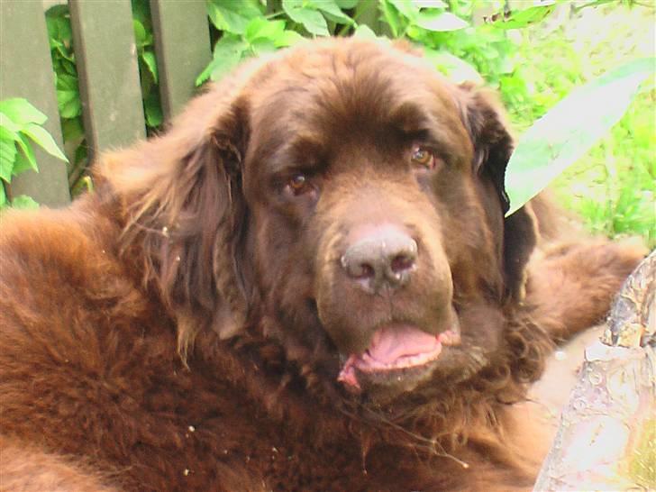 Newfoundlænder Anton  R.I.P. billede 10