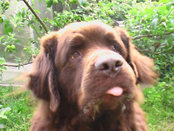 Newfoundlænder Anton  R.I.P. billede 11