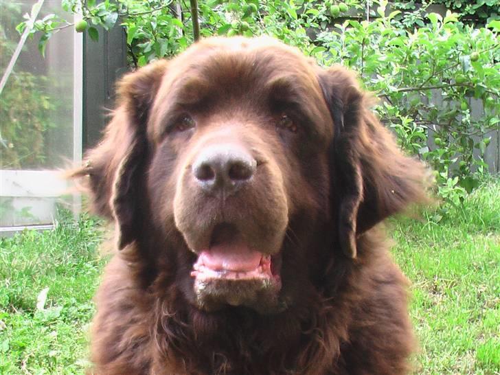 Newfoundlænder Anton  R.I.P. billede 12