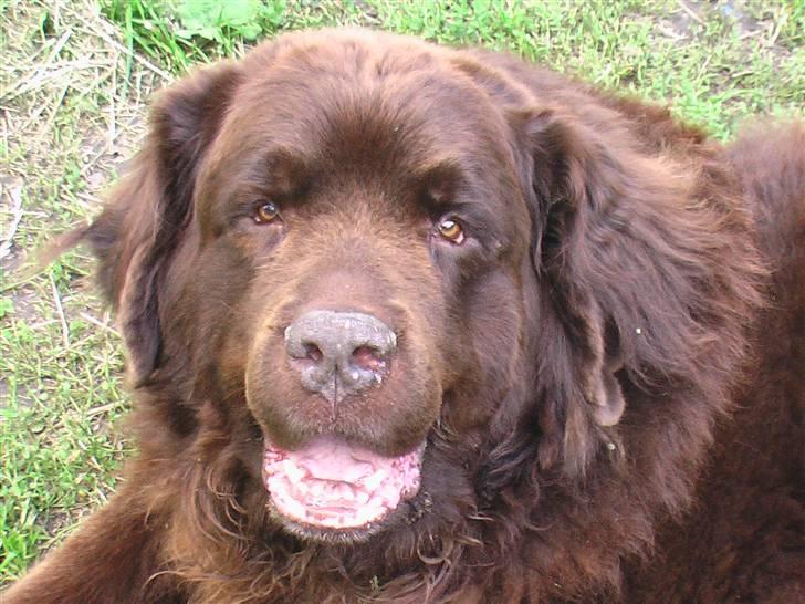 Newfoundlænder Anton  R.I.P. billede 13
