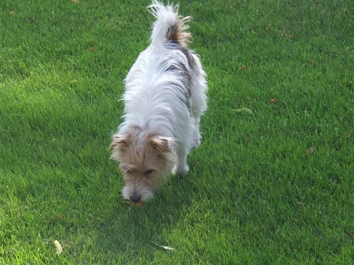 Parson russell terrier Rico (mors hund) billede 14