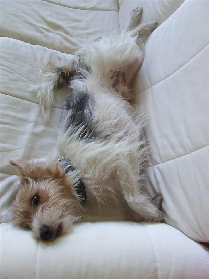 Parson russell terrier Rico (mors hund) billede 15