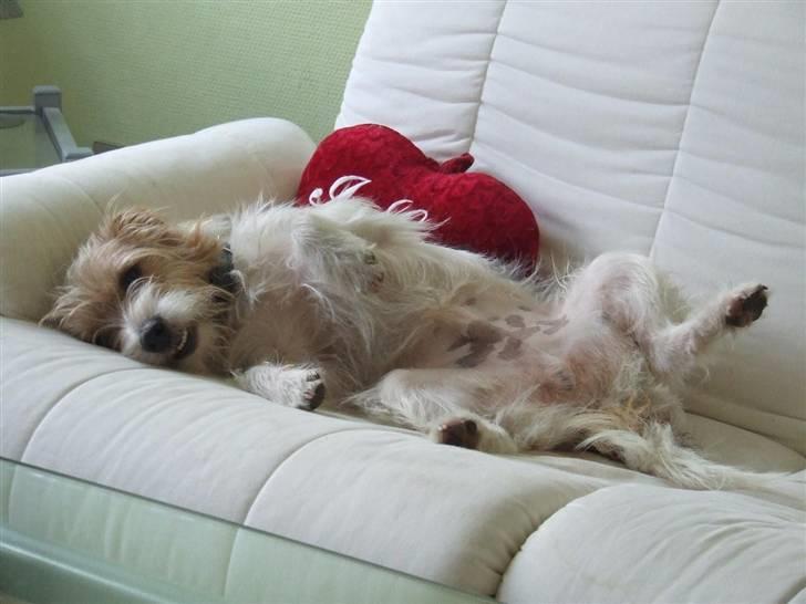 Parson russell terrier Rico (mors hund) billede 16