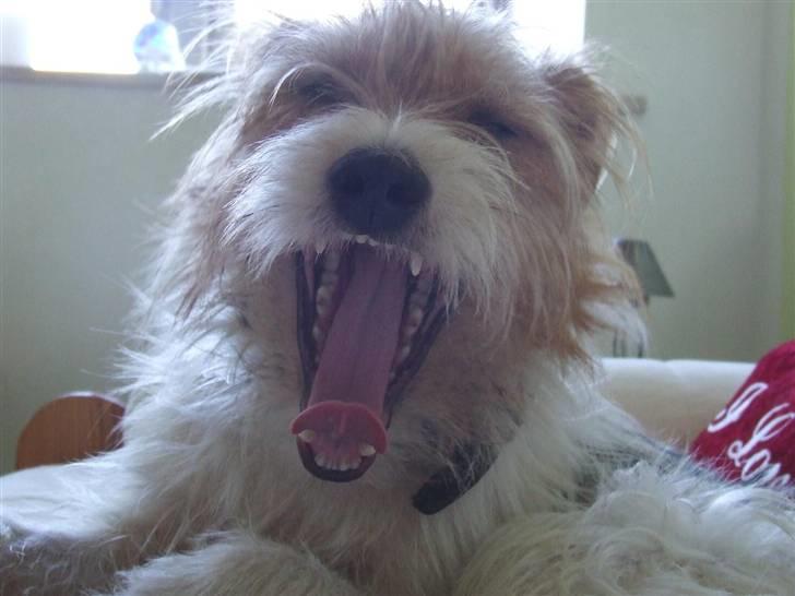 Parson russell terrier Rico (mors hund) billede 17