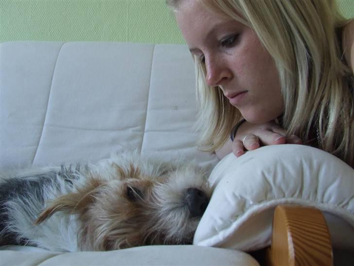 Parson russell terrier Rico (mors hund) billede 18