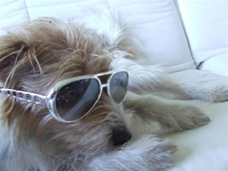 Parson russell terrier Rico (mors hund) billede 19