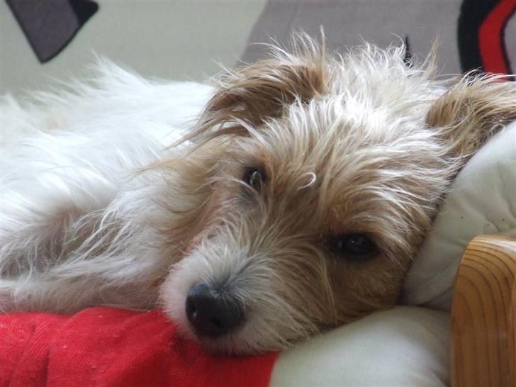 Parson russell terrier Rico (mors hund) billede 20