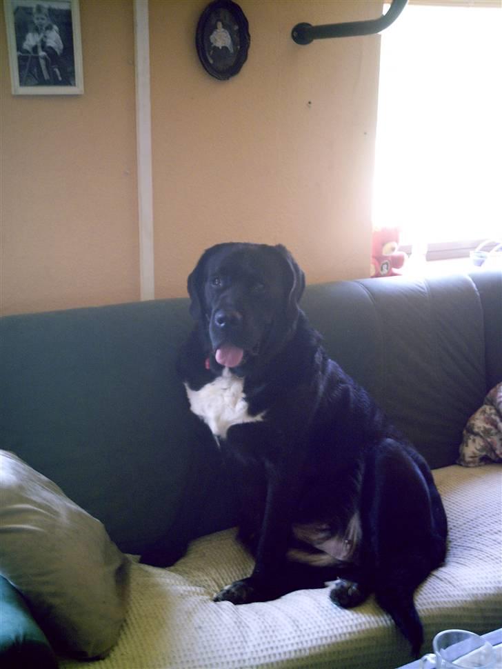 Blanding af racer muffie - er jeg ikke bare sød billede 1