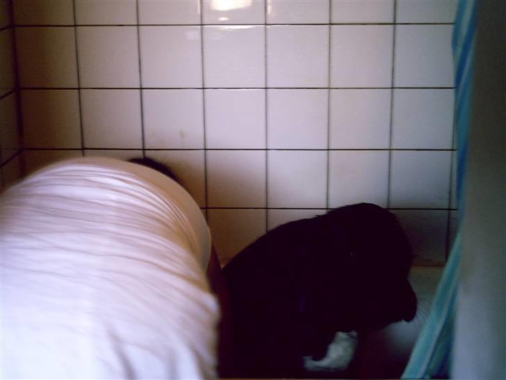 Blanding af racer muffie - er er jeg i bad billede 2