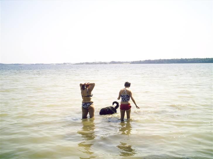 Blanding af racer muffie - her bader jeg billede 3