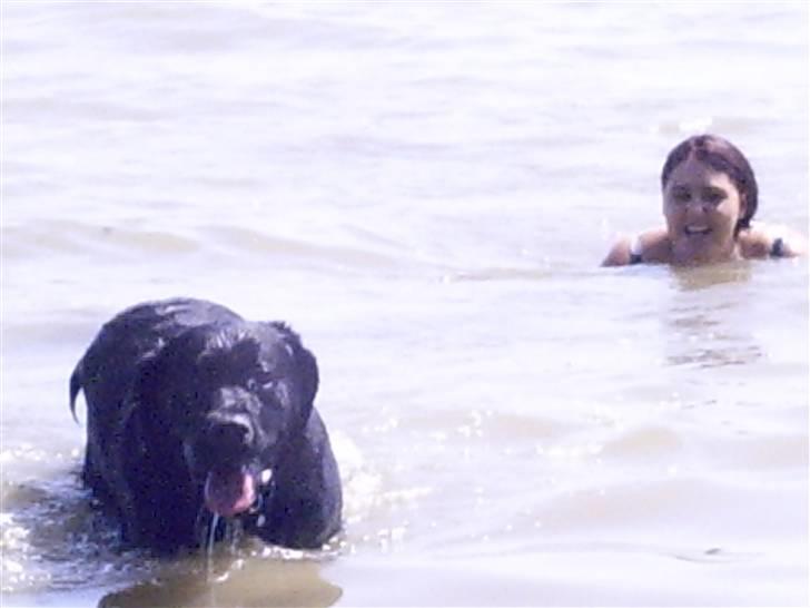 Blanding af racer muffie - her er jeg lidt tættere på billede 4