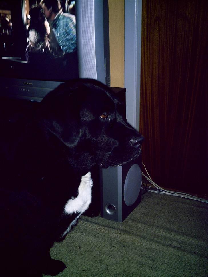 Blanding af racer muffie billede 5