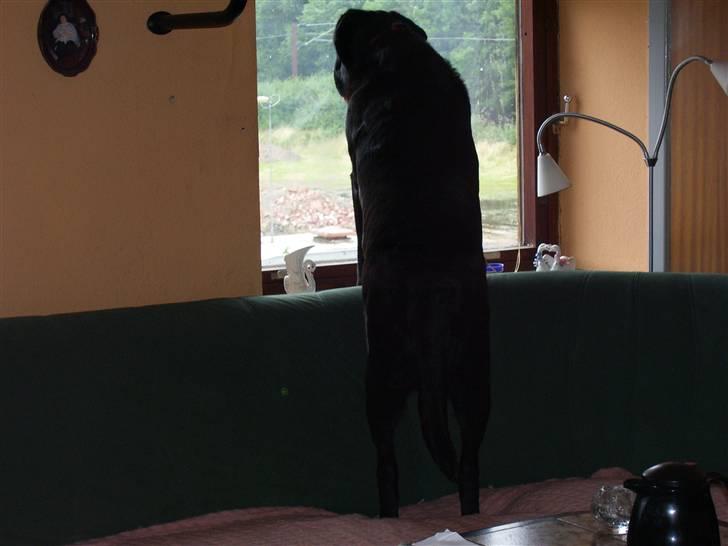 Blanding af racer muffie - her holder jeg øje med tingene hos min mormor billede 6