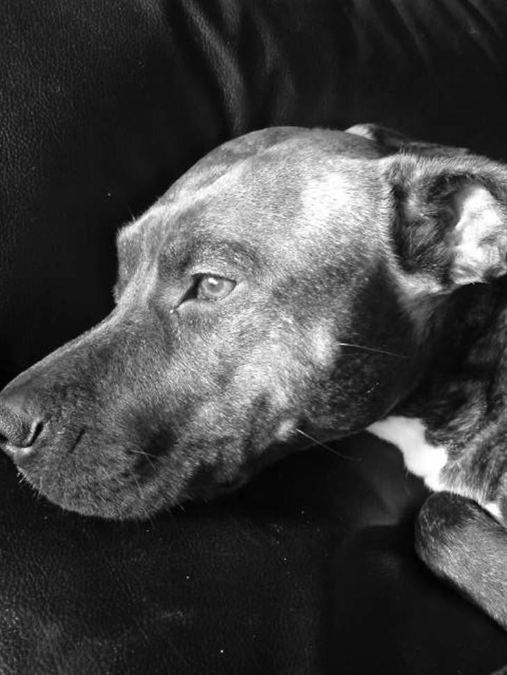 Amerikansk staffordshire terrier Zoe - Jeg er også smuk i profil... billede 14