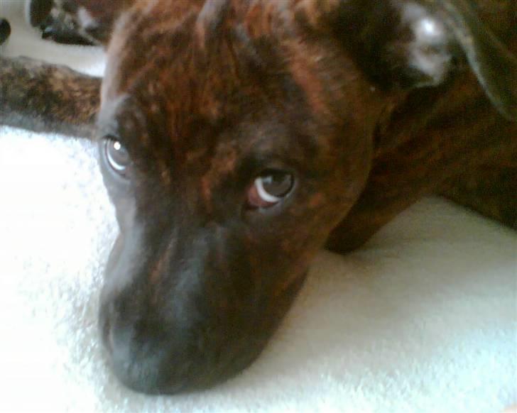Amerikansk staffordshire terrier Zoe billede 15