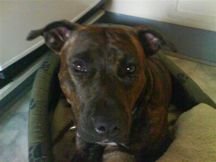 Amerikansk staffordshire terrier Zoe billede 17